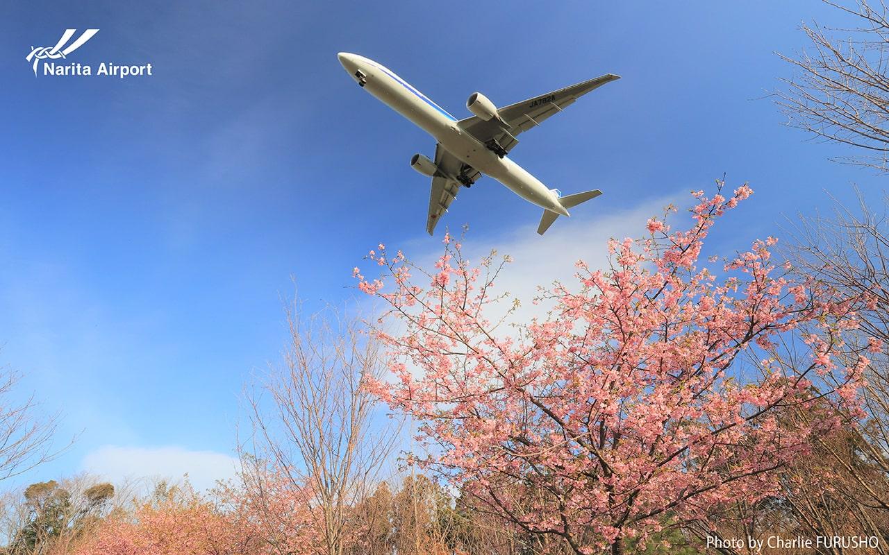 Cherry blossom photo