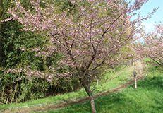 Photo of Minami Sanrizuka Nature Trail