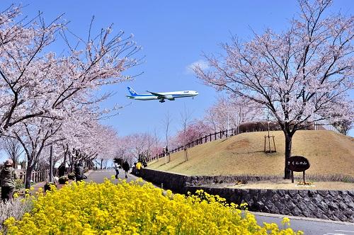 成田市さくらの山の写真