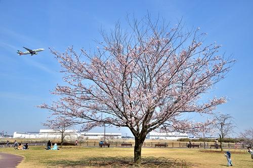 Photo of Sanrizuka Sakura no Oka